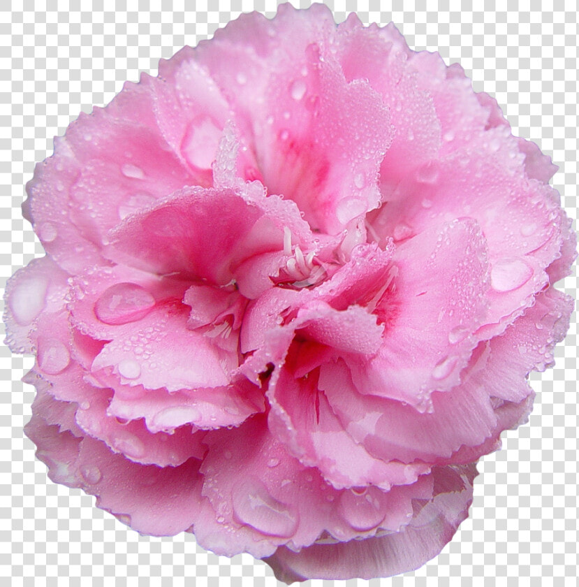 Transparent Flowers Transparent Flowers  Pink Carnations    Pink Carnation Transparent Background  HD Png DownloadTransparent PNG