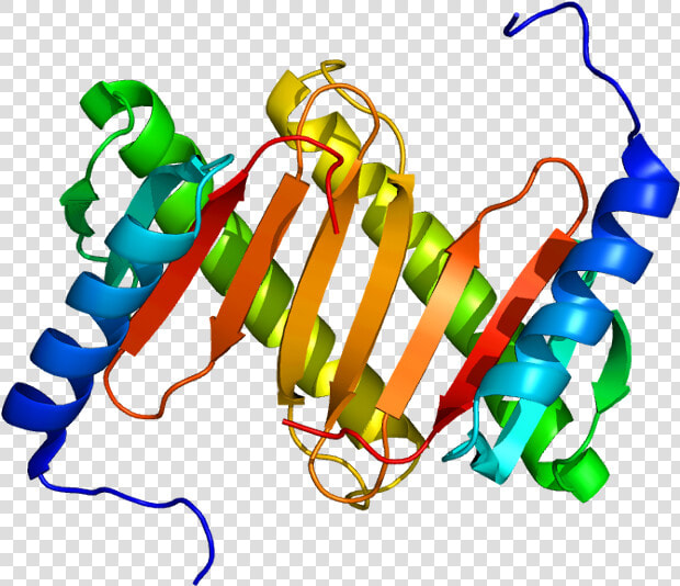 Protein Dynlrb1 Pdb 1y4o   Illustration  HD Png DownloadTransparent PNG