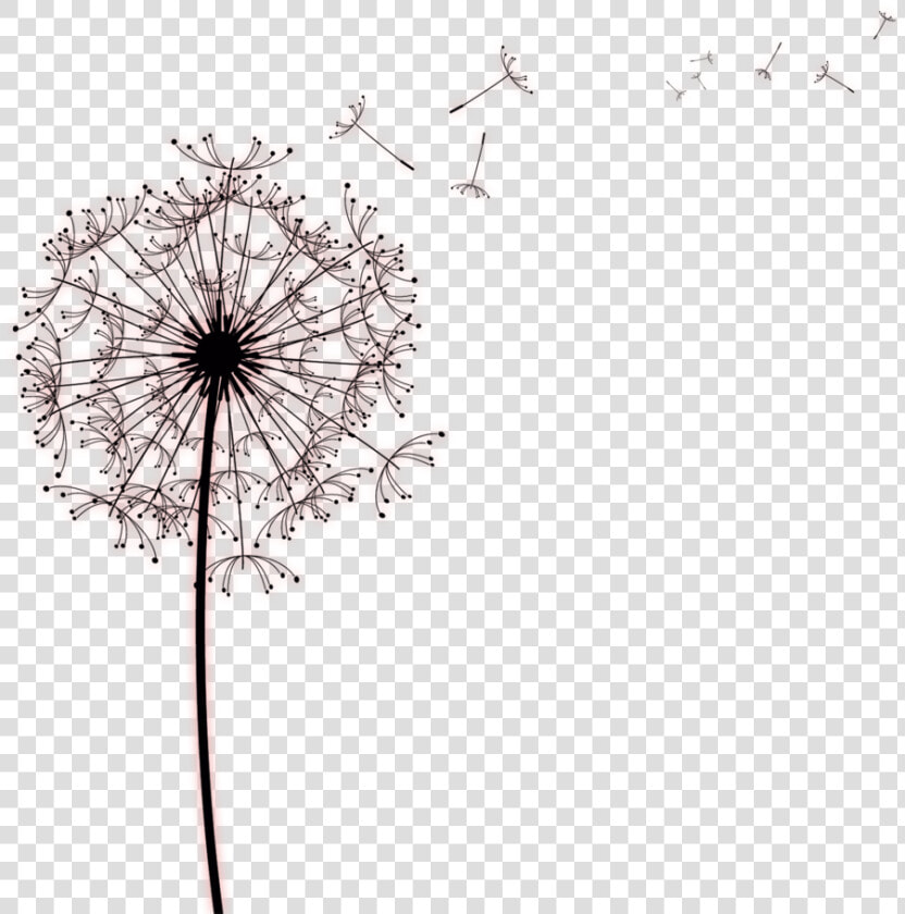 Kisspng Paper Common Dandelion Drawing Photography   Designs For Sympathy Cards  Transparent PngTransparent PNG