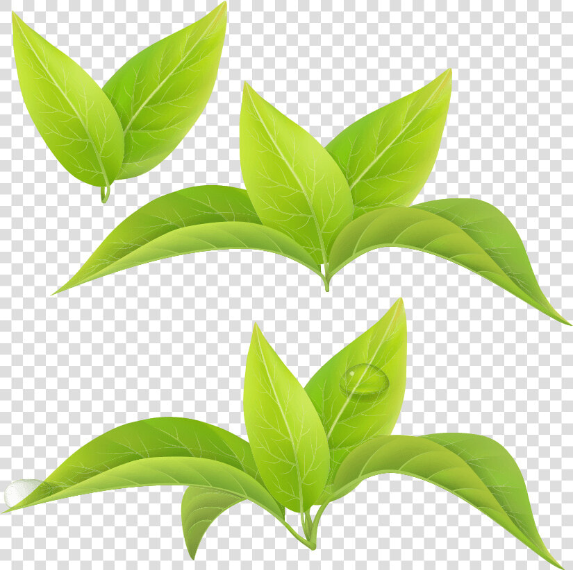 Green Tea Leaf White Tea Matcha   Leaf Green Tea Png  Transparent PngTransparent PNG