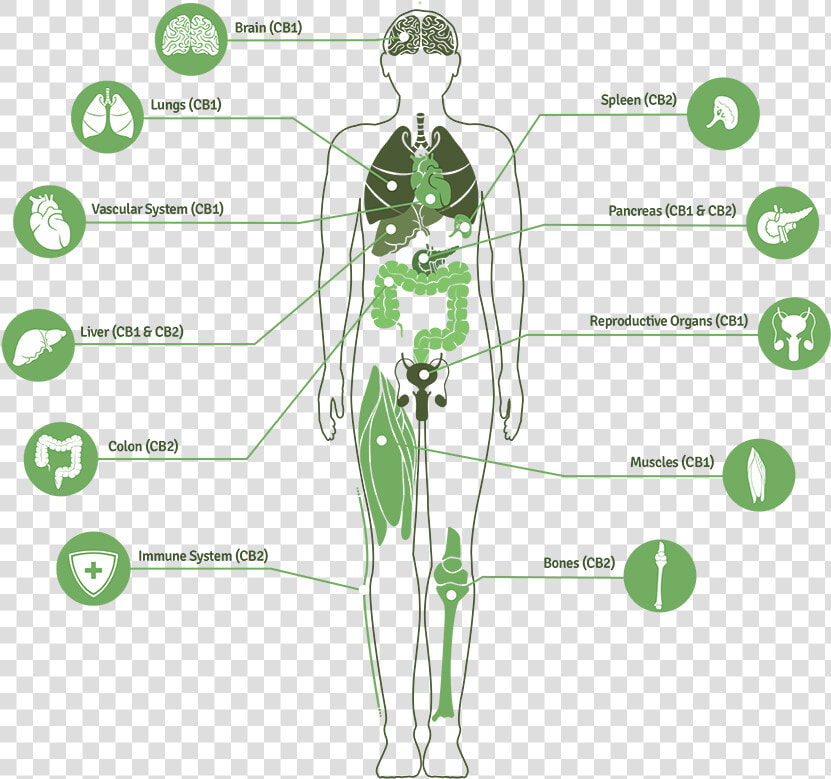Image For Mike Hennesy S Linkedin Activity Called Great   Endocannabinoid System  HD Png DownloadTransparent PNG