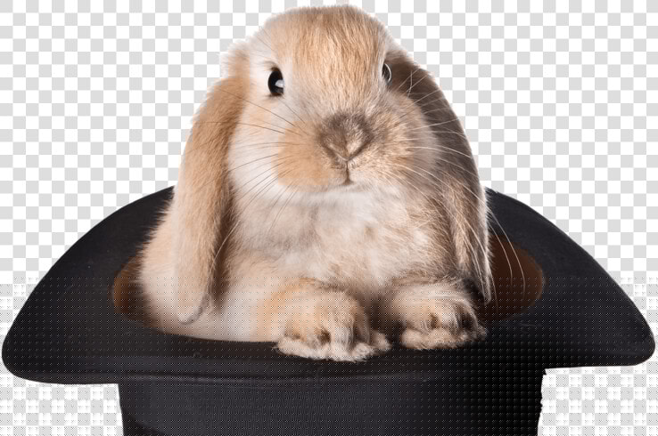 Rabbit Hat Png   Bunny Hat Magic  Transparent PngTransparent PNG