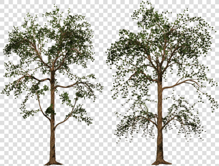 P 1024x768  High Quality Aljanh   Pond Pine  HD Png DownloadTransparent PNG