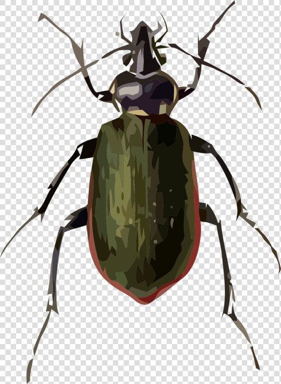 Rhinoceros   Beetle Drawing  HD Png DownloadTransparent PNG