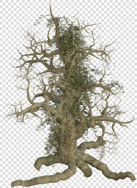 Tree  Log  Old  Root  Creeper  Ivy  Creepy  Spooky   Old Tree Roots Png  Transparent PngTransparent PNG