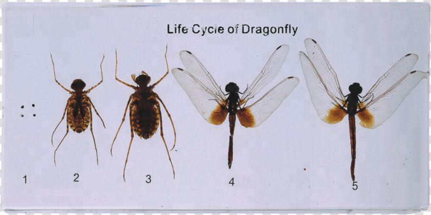 Dragonfly Of Life Cycle Model For Teaching   Membrane winged Insect  HD Png DownloadTransparent PNG