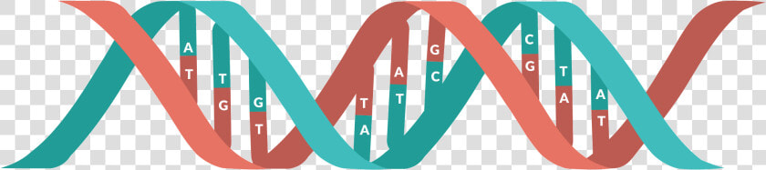 Transparent Dna Genetics Clipart Transparent   Transparent Dna Clipart  HD Png DownloadTransparent PNG