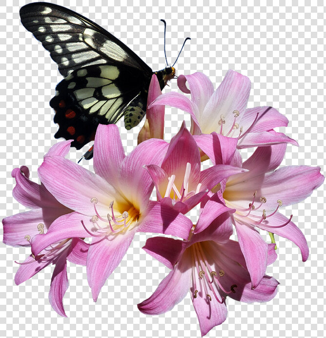 Butterfly  Belladonna  Lily  Flower  Insect   Transparent Butterflies Flowers Png  Png DownloadTransparent PNG
