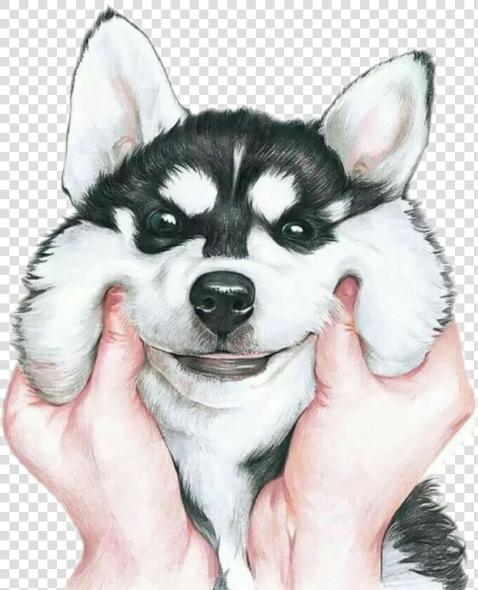 Drawn Husky Kawaii   Husky Stickers  HD Png DownloadTransparent PNG
