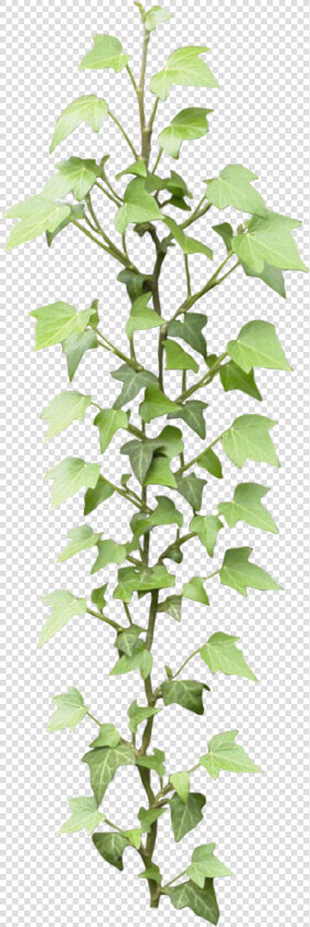 Ivy   Ivy Textures  HD Png DownloadTransparent PNG