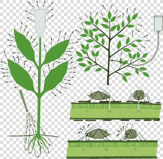 Graphic Of Systemic Insecticides Being Applied To Roots   Tree  HD Png DownloadTransparent PNG