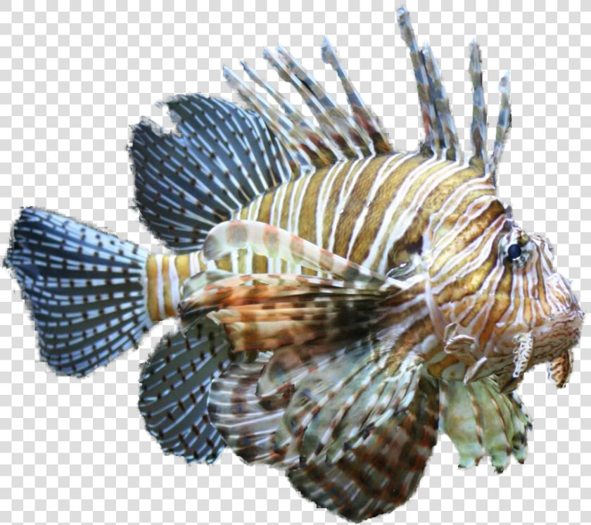 Lionfish Clipart Tropical Fish Clipart   Lionfish Png  Transparent PngTransparent PNG
