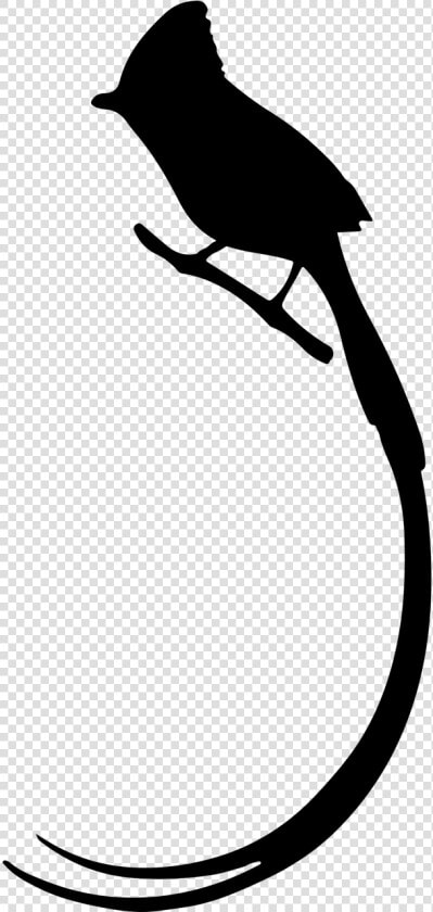 Bird Penguin Silhouette Tail Clip Art   Bird Long Tail Silhouette  HD Png DownloadTransparent PNG
