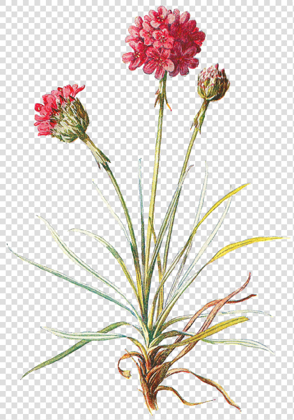 Clip Freeuse Antique Images Wildflower Stock Image   Png Vintage Botanical Flower  Transparent PngTransparent PNG