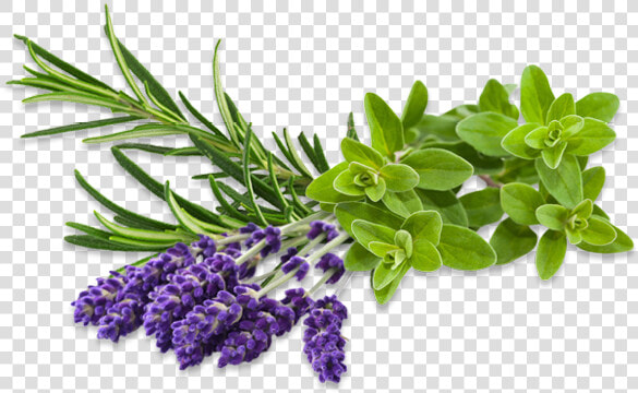 Herb Png Images   Png Herbs Tea  Transparent PngTransparent PNG