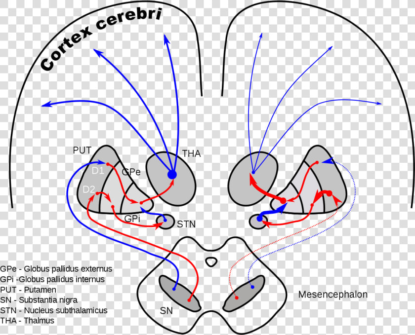 Globus Pallidus Internus And Externus  HD Png DownloadTransparent PNG
