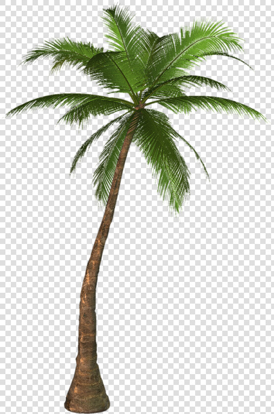 Transparency Palm Trees Portable Network Graphics Clip   Palm Tree Png  Transparent PngTransparent PNG