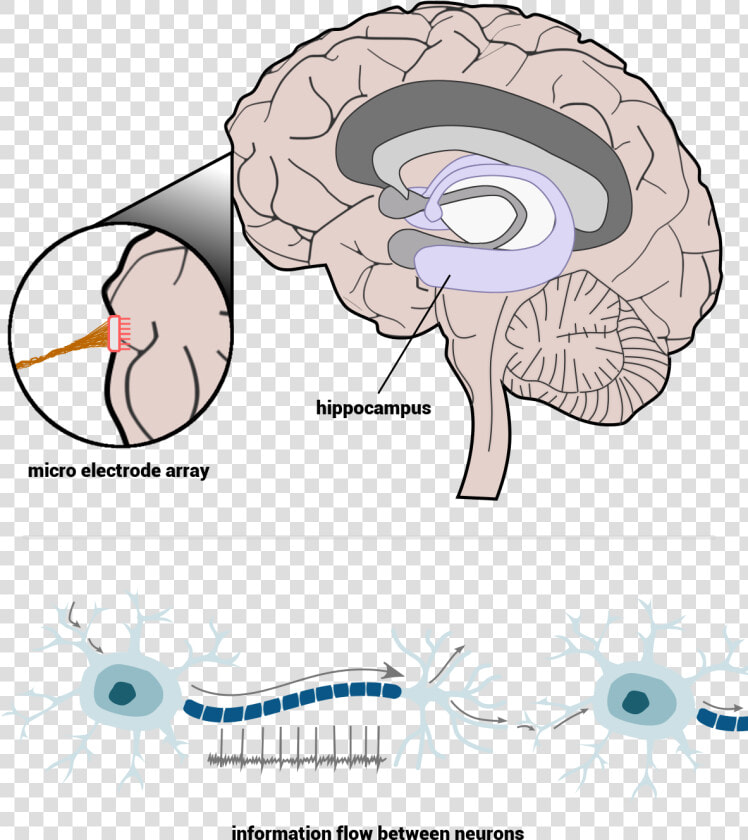 Cross Section Of The Human Brain   Micro Electrode Array Brain  HD Png DownloadTransparent PNG