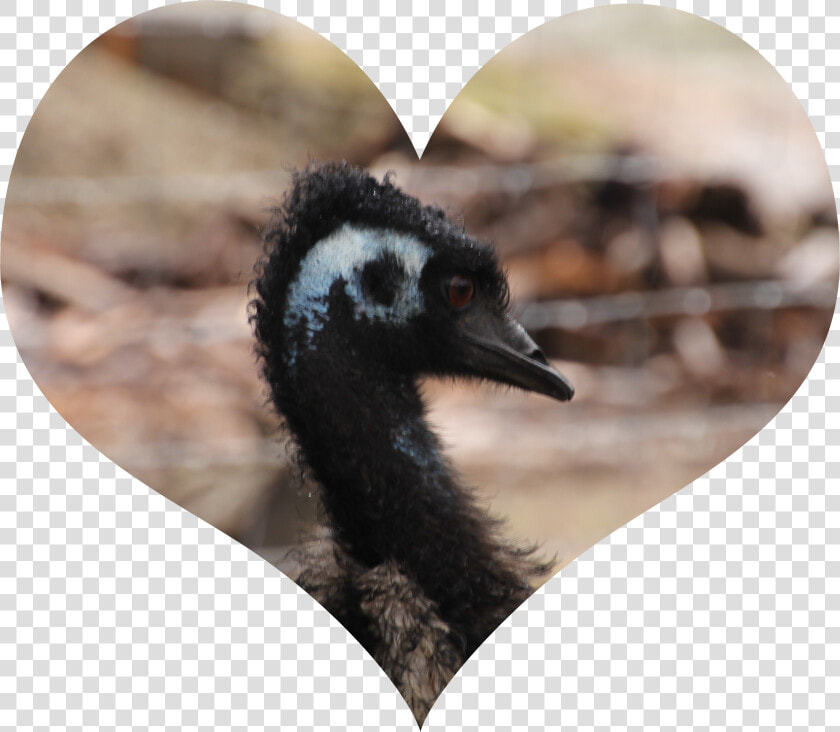Emu Love  HD Png DownloadTransparent PNG