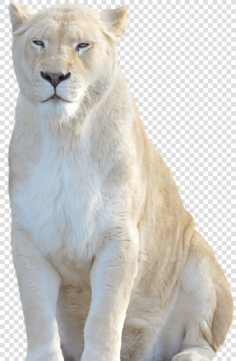 Transparent Lion Cub Png   White Lion Transparent Background  Png DownloadTransparent PNG