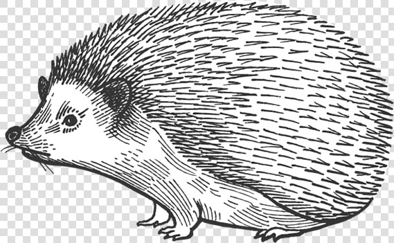 Barn Dei Mona Porcupine   Echidna  HD Png DownloadTransparent PNG