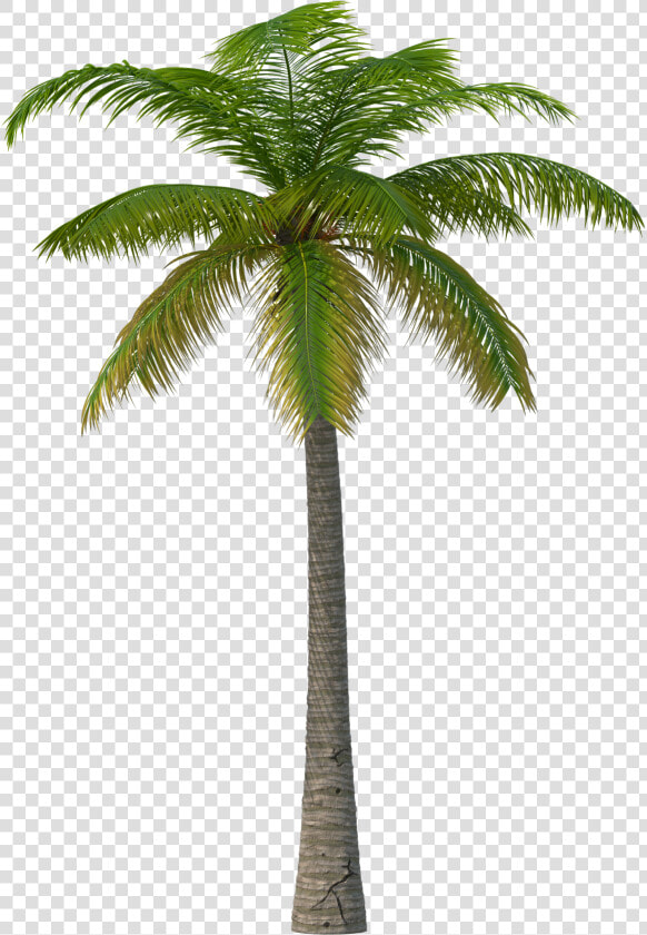 Palm Tree Png Image   Martin Garrix Feat Macklemore  amp  Patrick Stump  Transparent PngTransparent PNG