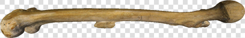 Bone Human Skeleton Femur Clip Art   Bonespng  Transparent PngTransparent PNG