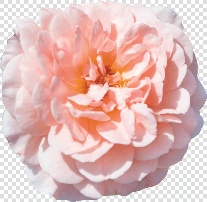 Apricot Drift®   Apricot Drift Rose  HD Png DownloadTransparent PNG
