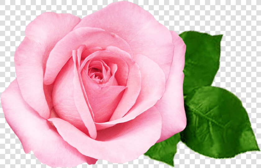 Transparent Pink Flower Png   Pink Beautiful Rose Flower  Png DownloadTransparent PNG