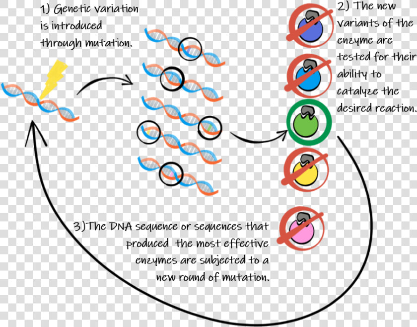 Directed Evolution Of Enzymes  HD Png DownloadTransparent PNG