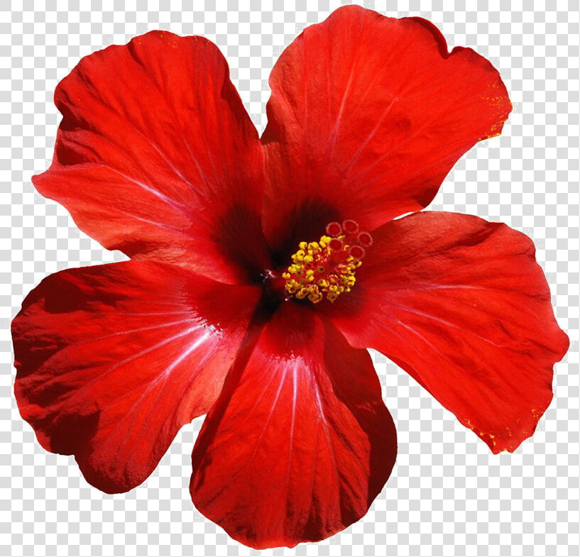 Hawaiian hibiscus   Red Tropical Flower Png  Transparent PngTransparent PNG