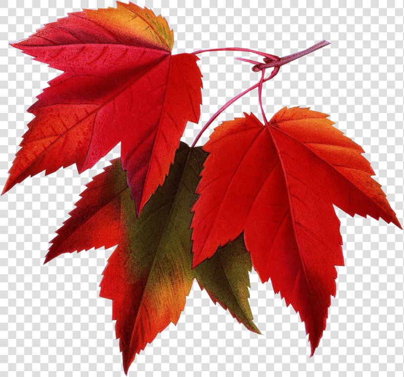 Fall Pictures For Email Signatures  Hd Png Download   Maple Leaf Transparent Background  Png DownloadTransparent PNG