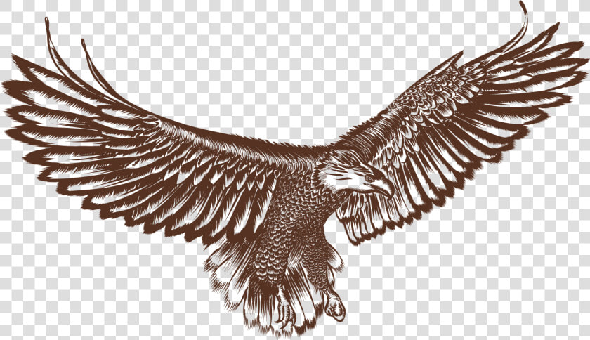 Bald Eagle Hawk Bird   Hawk Vector Png Logo  Transparent PngTransparent PNG