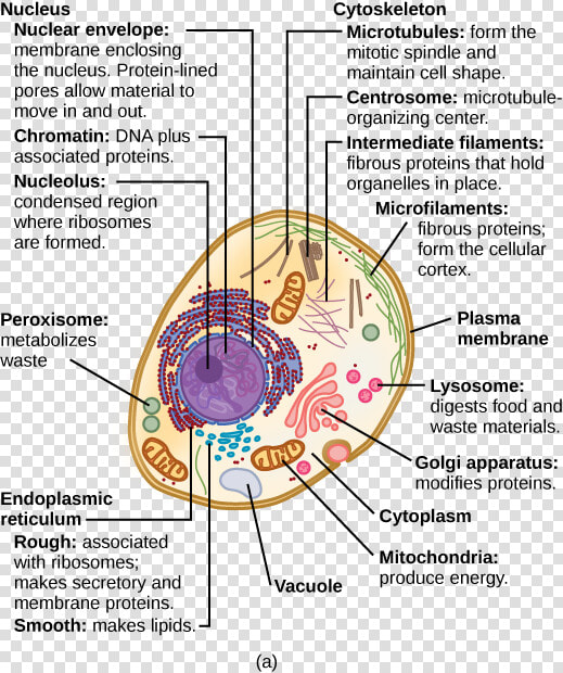 This Illustration Shows A Typical Eukaryotic Cell    Animal Cells And Structure  HD Png DownloadTransparent PNG