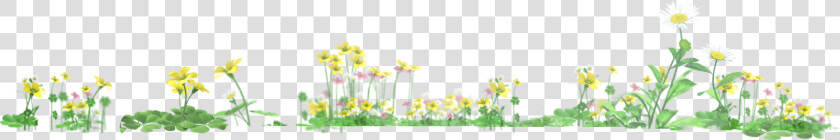 3   Camomile  HD Png DownloadTransparent PNG