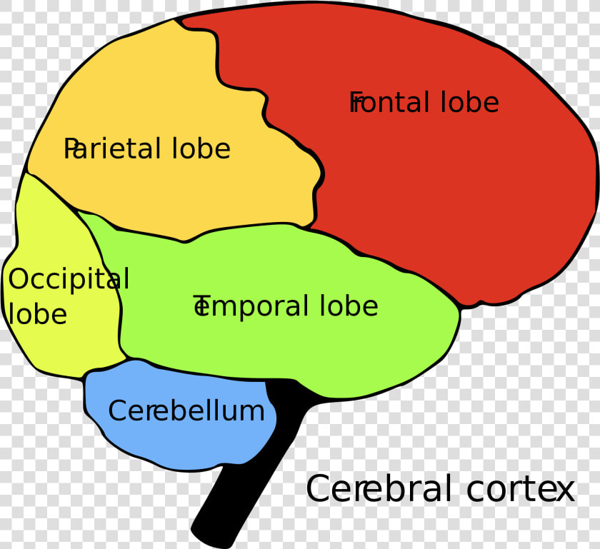 Brain Cns And Pns  HD Png DownloadTransparent PNG