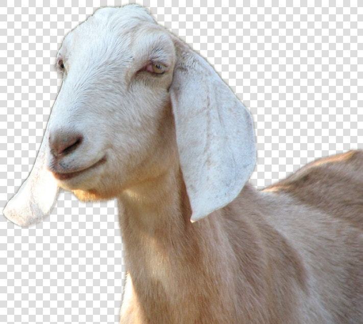 Goat Png Image   Goats Png  Transparent PngTransparent PNG