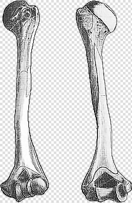 Huesos Duros  HD Png DownloadTransparent PNG