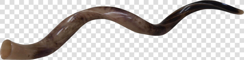 Shofar Png Image   Electric Ray  Transparent PngTransparent PNG