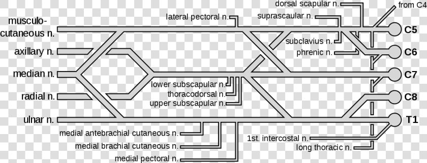 File   Brachial Plexus   Svg   Brachial Plexus With   Brachial Plexus  HD Png DownloadTransparent PNG