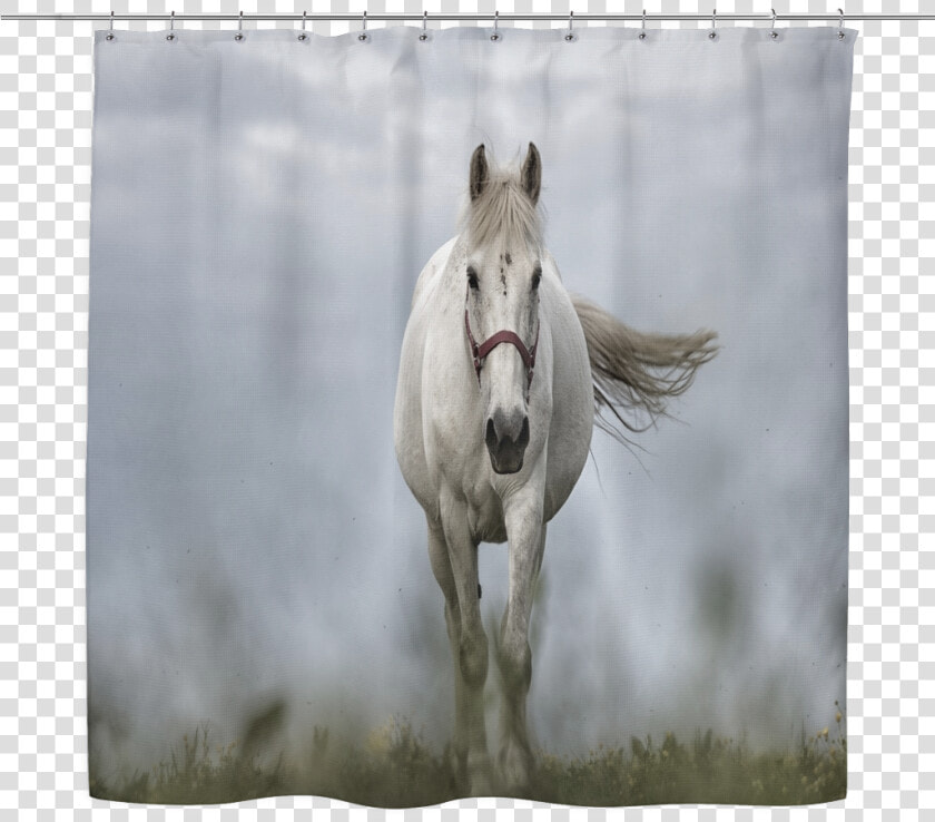 Mane  HD Png DownloadTransparent PNG