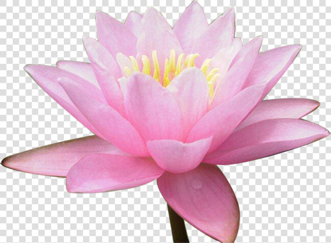 Nelumbo Nucifera Water Lily Flower   Кувшинки  HD Png DownloadTransparent PNG