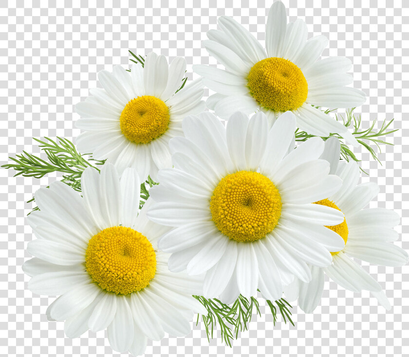 Chamomile Png  Transparent PngTransparent PNG
