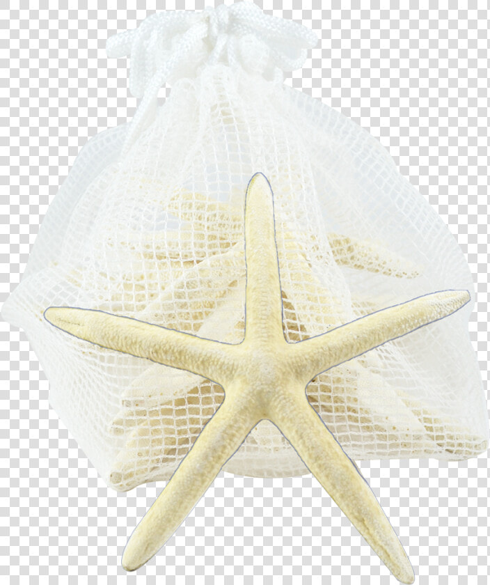 Starfish Pack 10 White Finger Starfish  HD Png DownloadTransparent PNG