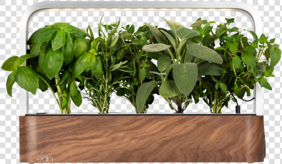 Houseplant  HD Png DownloadTransparent PNG