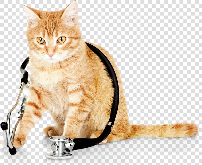 Cat Vet Png Transparent Cat Vet Images   Cat Vet  Png DownloadTransparent PNG