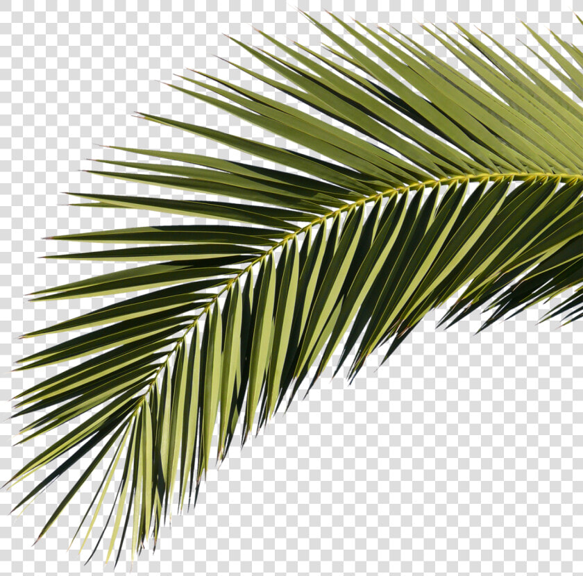 Hoja De Palmera Png  Transparent PngTransparent PNG