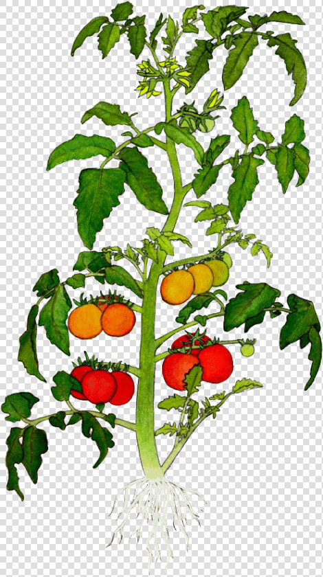 Parts Of A Tomato Plant Png   Laser Capture Microdissection Plant  Transparent PngTransparent PNG