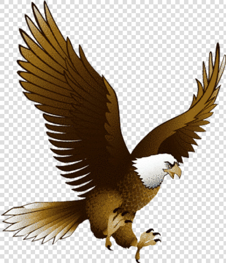  aquila   Eagle Bird Clipart  HD Png DownloadTransparent PNG