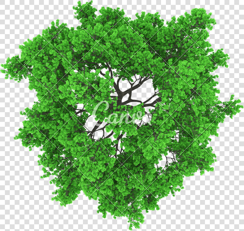 Trees Top View Png   Top View Of Trees Vector Png  Transparent PngTransparent PNG